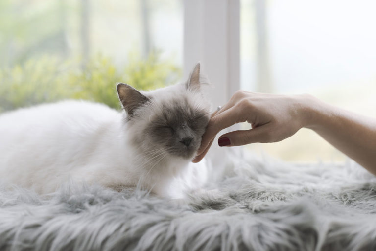 woman-caressing-a-cat-on-a-fluffy-carpet.jpg